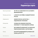 Мята Хилари (0,1л) — параметры сорта