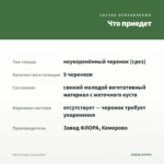 Мята Хилари (срезы/5шт) — что приедет
