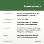 Мята Хилари (срезы/5шт) — параметры сорта