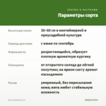 Мята Хвойная (0,1л) — параметры сорта