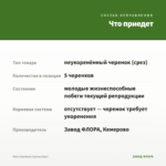 Мята Хвойная (срезы/5шт) — что приедет