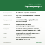 Мята Имбирная (0,1л) — параметры сорта