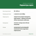 Мята Имбирная (срезы/5шт) — параметры сорта