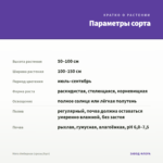 Мята Имбирная (срезы/5шт) — параметры сорта
