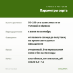 Мята из Феса (0,1л) — параметры сорта