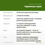 Мята из Феса (срезы/5шт) — параметры сорта
