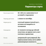 Мята из Феса (срезы/5шт) — параметры сорта