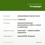 Мята из Феса (срезы/5шт) — что приедет