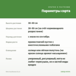 Мята Касабланка (0,1л) — параметры сорта