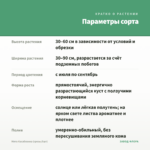 Мята Касабланка (срезы/5шт) — параметры сорта