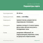 Мята Касабланка (срезы/5шт) — параметры сорта
