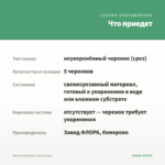 Мята Касабланка (срезы/5шт) — что приедет