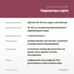 Мята Ландыш (0,1л) — параметры сорта