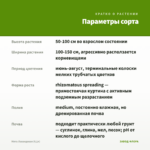 Мята Лавандовая (0,1л) — параметры сорта