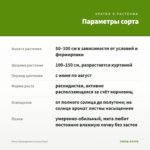Мята Лавандовая (срезы/5шт) — параметры сорта