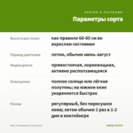 Мята Лавандовая (срезы/5шт) — параметры сорта