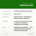 Мята Ледяная (0,1л) — параметры сорта
