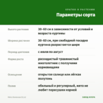 Мята Лимонная (0,1л) — параметры сорта