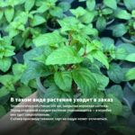 Мята Лимонная (0,1л) — в таком виде растение уходит в заказ