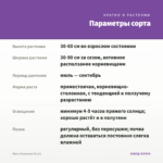 Мята Лимонная (0,1л) — параметры сорта