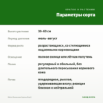 Мята Лимонная (срезы/5шт) — параметры сорта