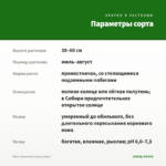 Мята Лимонная (срезы/5шт) — параметры сорта