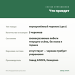 Мята Мандариновая (срезы/5шт) — что приедет