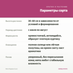 Мята Медовая (0,1л) — параметры сорта