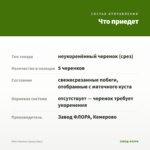 Мята Ментол (срезы/5шт) — что приедет