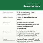 Мята Миллениум Клариссы (0,1л) — параметры сорта