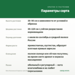 Мята Миллениум Клариссы (срез/5шт) — параметры сорта
