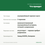 Мята Миллениум Клариссы (срез/5шт) — что приедет