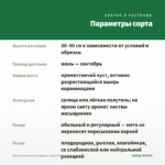 Мята Миллениум Клариссы (срез/5шт) — параметры сорта