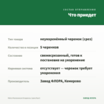 Мята Миллениум Клариссы (срез/5шт) — что приедет
