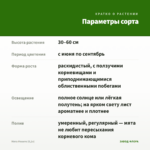 Мята Мохито (0,1л) — параметры сорта