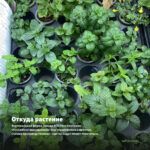 Мята Мохито (0,1л) — откуда растение: вертикальная ферма Завода ФЛОРА в Кемерово