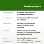 Мята Мохито (срезы/5шт) — параметры сорта