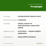 Мята Мохито (срезы/5шт) — что приедет