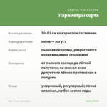 Мята Мохито (срезы/5шт) — параметры сорта