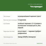 Мята Ореховая Фундук (срезы/5шт) — что приедет