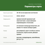 Мята Ореховая Фундук (срезы/5шт) — параметры сорта