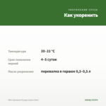 Мята Ореховая Фундук (срезы/5шт) — как укоренить черенок