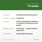 Мята Ореховая Фундук (срезы/5шт) — что приедет