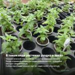 Мята Перечная (0,1л) — в таком виде растение уходит в заказ