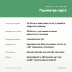 Мята Перечная (срезы/5шт) — параметры сорта