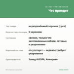Мята Перечная (срезы/5шт) — что приедет