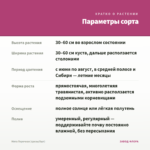 Мята Перечная (срезы/5шт) — параметры сорта
