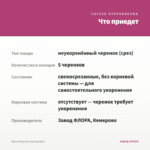 Мята Перечная (срезы/5шт) — что приедет