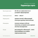 Мята Персиковая (0,1л) — параметры сорта