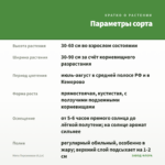 Мята Персиковая (0,1л) — параметры сорта